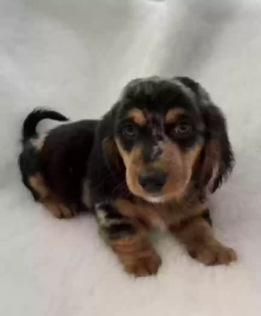 Bernie, Dachschund (Long-haired) Dog for adoption in Sheffield, England