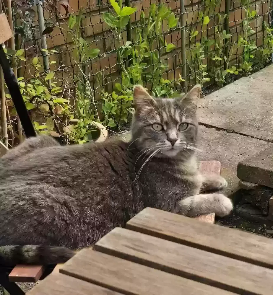 Gray cat, Unknown Cat for adoption in Lincoln, England