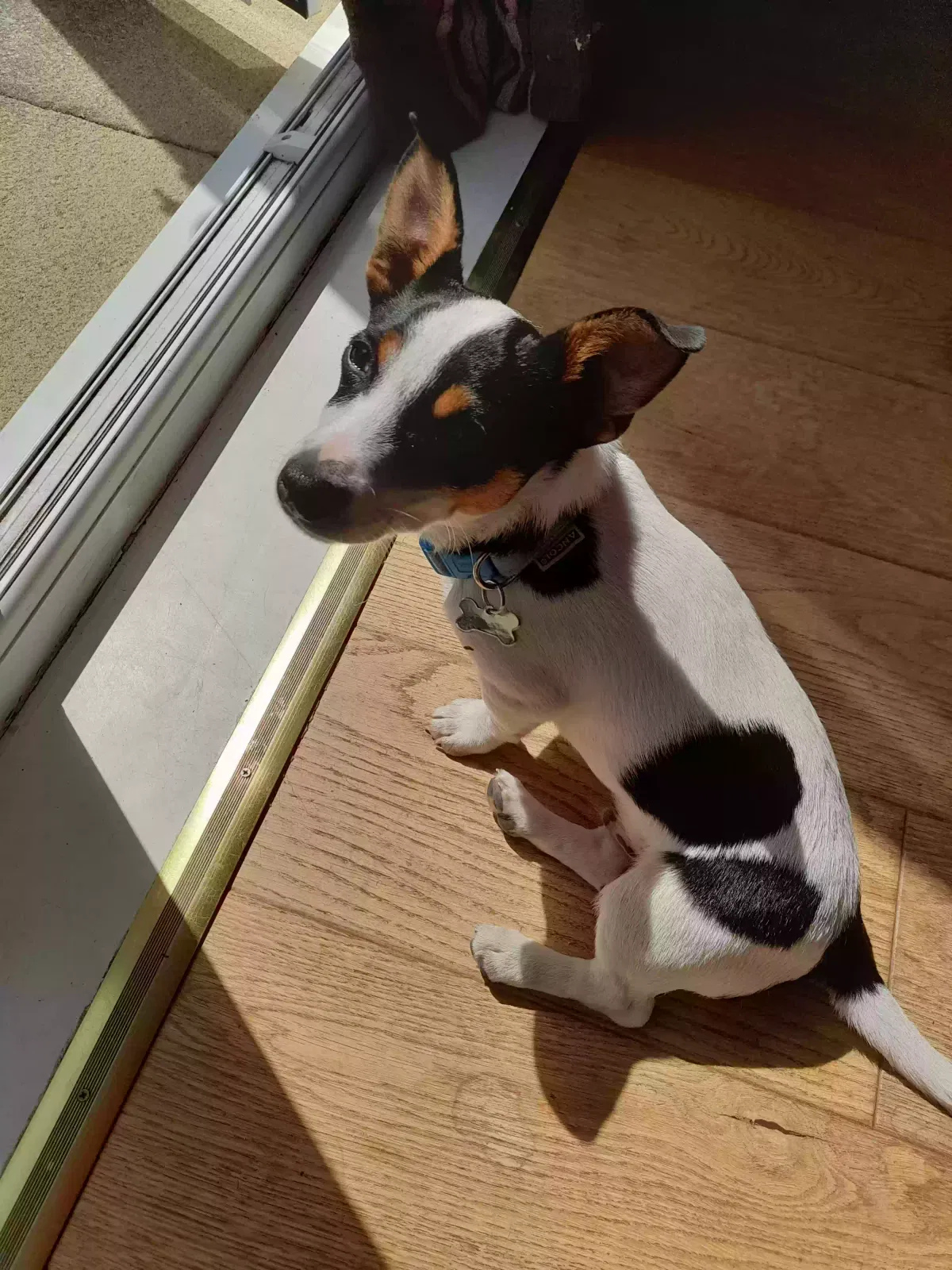 Ollie, Rack Russell Dog for adoption in Inverness, Scotland