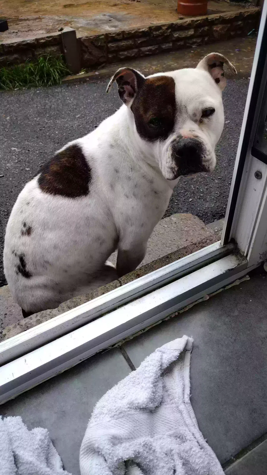 Norma, Staffordshire bull terrier Dog for adoption in Sheffield, England
