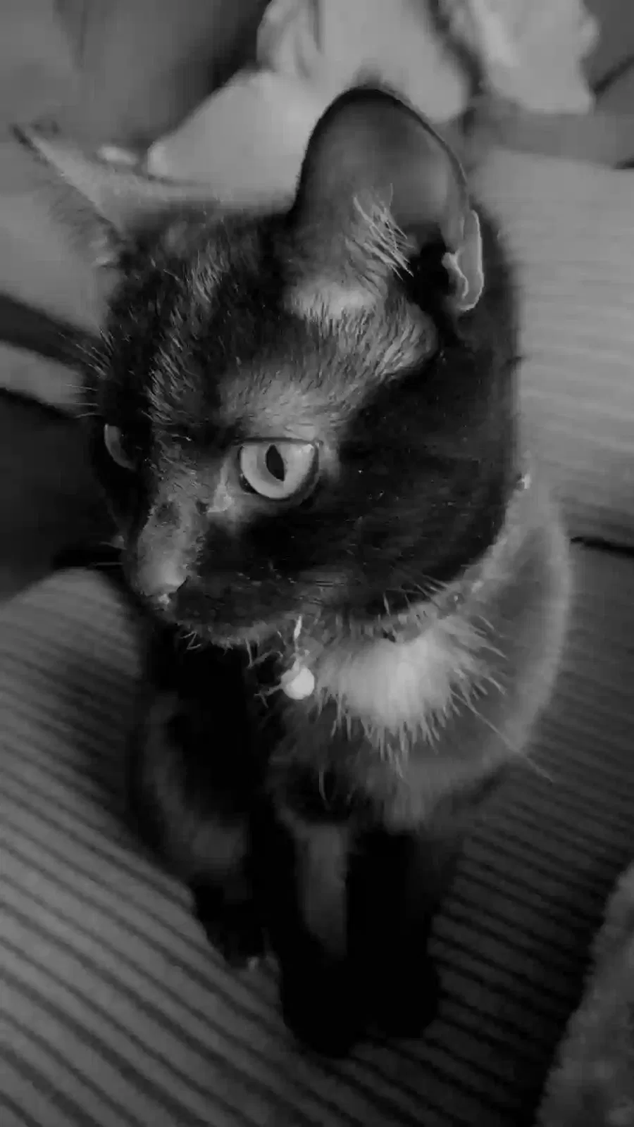 Chaz, Mixed breed Cat for adoption in Sheffield, England