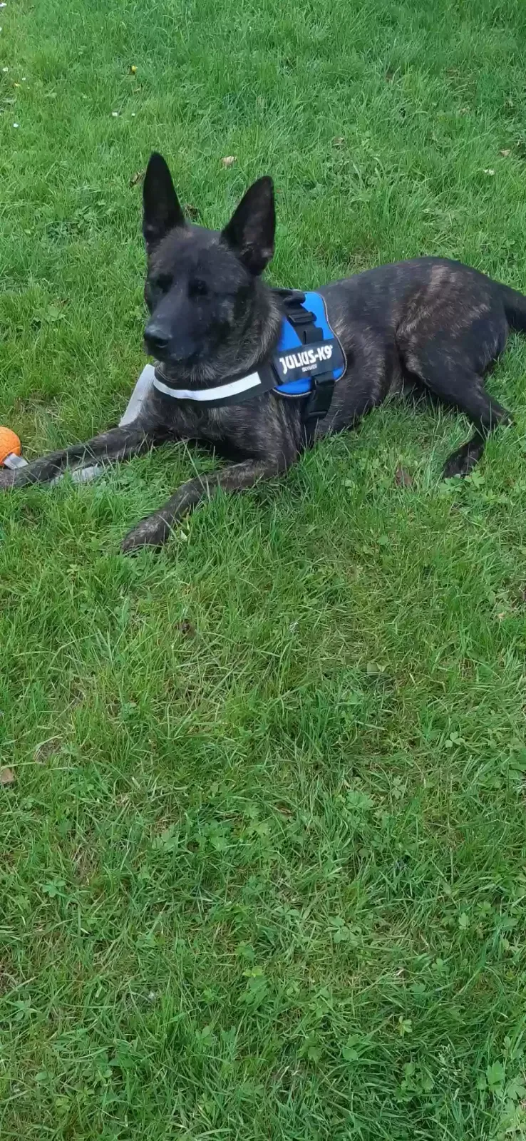 Eddie, dutch shepherd mixed Dog for adoption in Chelmsford, England