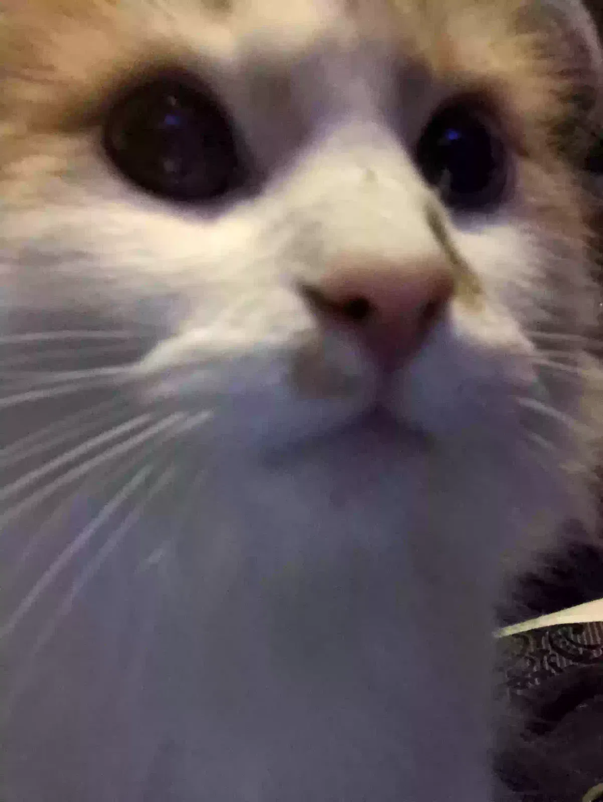 Chico fluff, Domestic long haired Cat for adoption in Dundee, Scotland