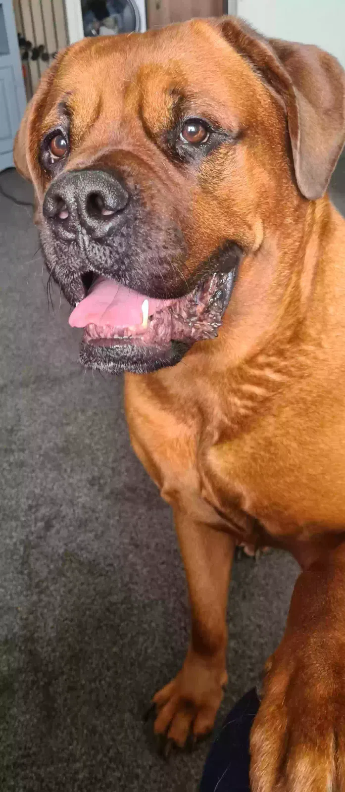 Cookie, Dogue de Bordeaux cross Rottweiler Dog for adoption in Birmingham, England