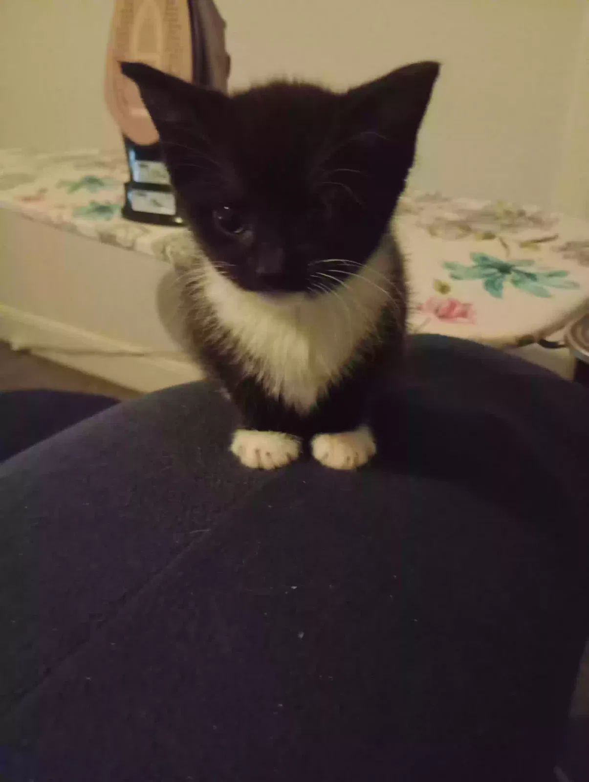 Booties, Unknown Cat for adoption in Stoke-On-Trent, England