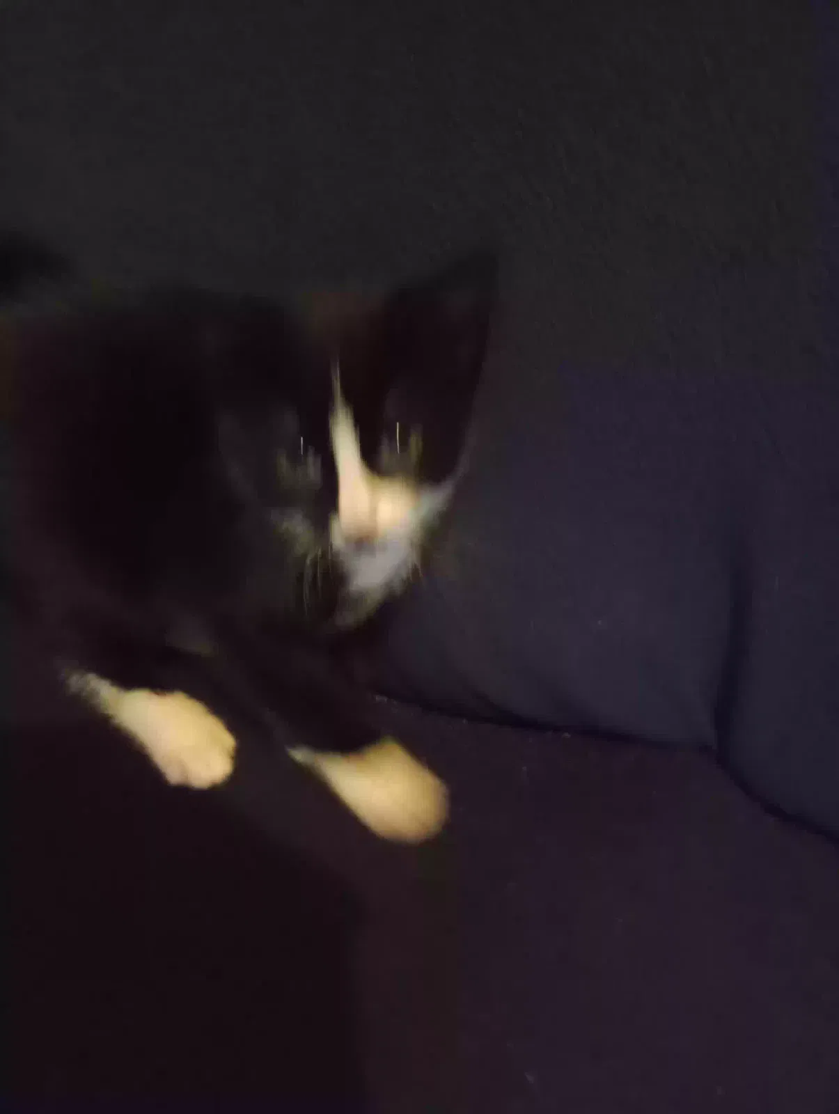 Junior, Unknown Cat for adoption in Stoke-On-Trent, England