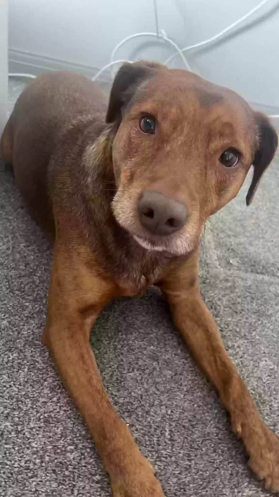 Scooby, Staff Dog for adoption in Chelmsford, England