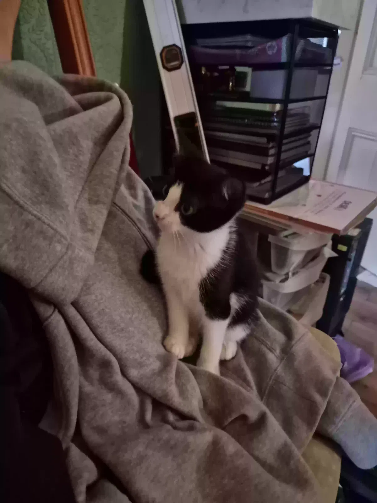 Kitten, Unknown Cat for adoption in Preston, England