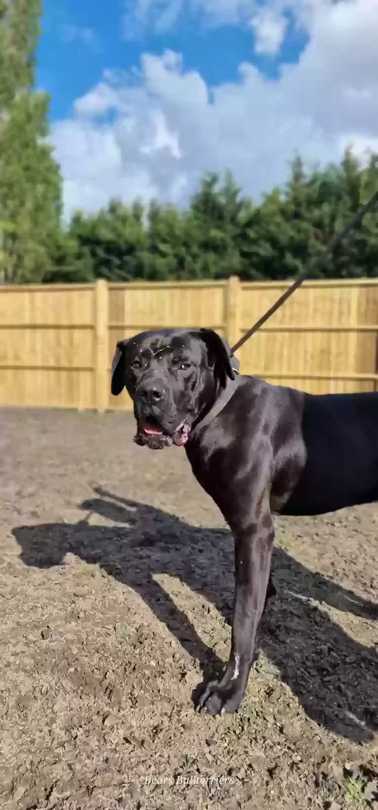 Apollo, Cane Corso Dog for adoption in Newcastle Upon Tyne, England
