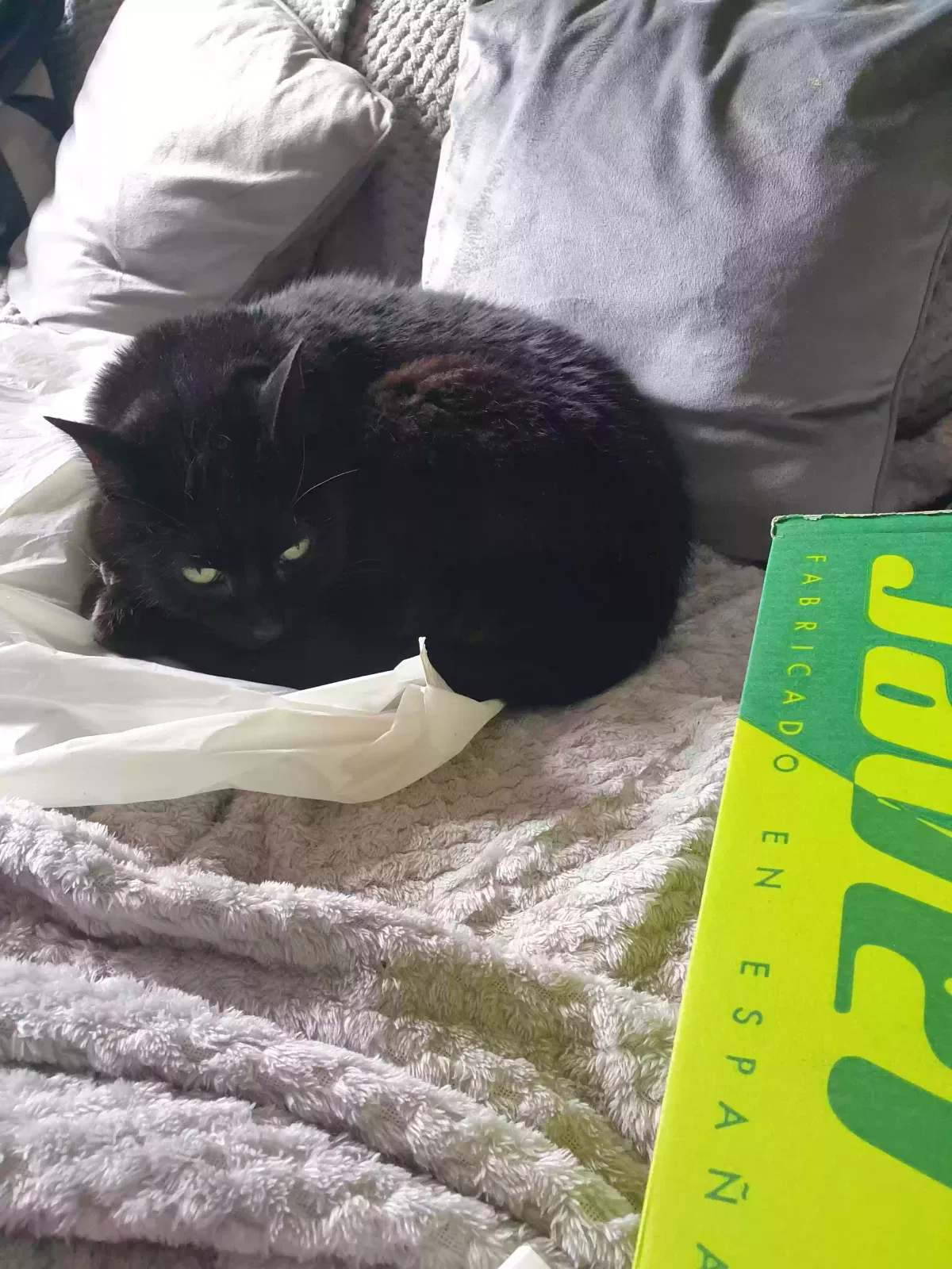 Misty, Unknown Cat for adoption in Glasgow, Scotland