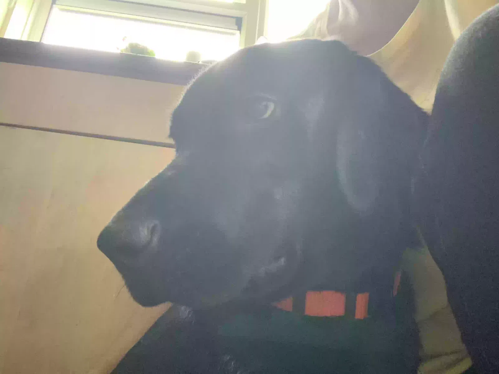 Kyro, Labrador Dog for adoption in Cambridge, England