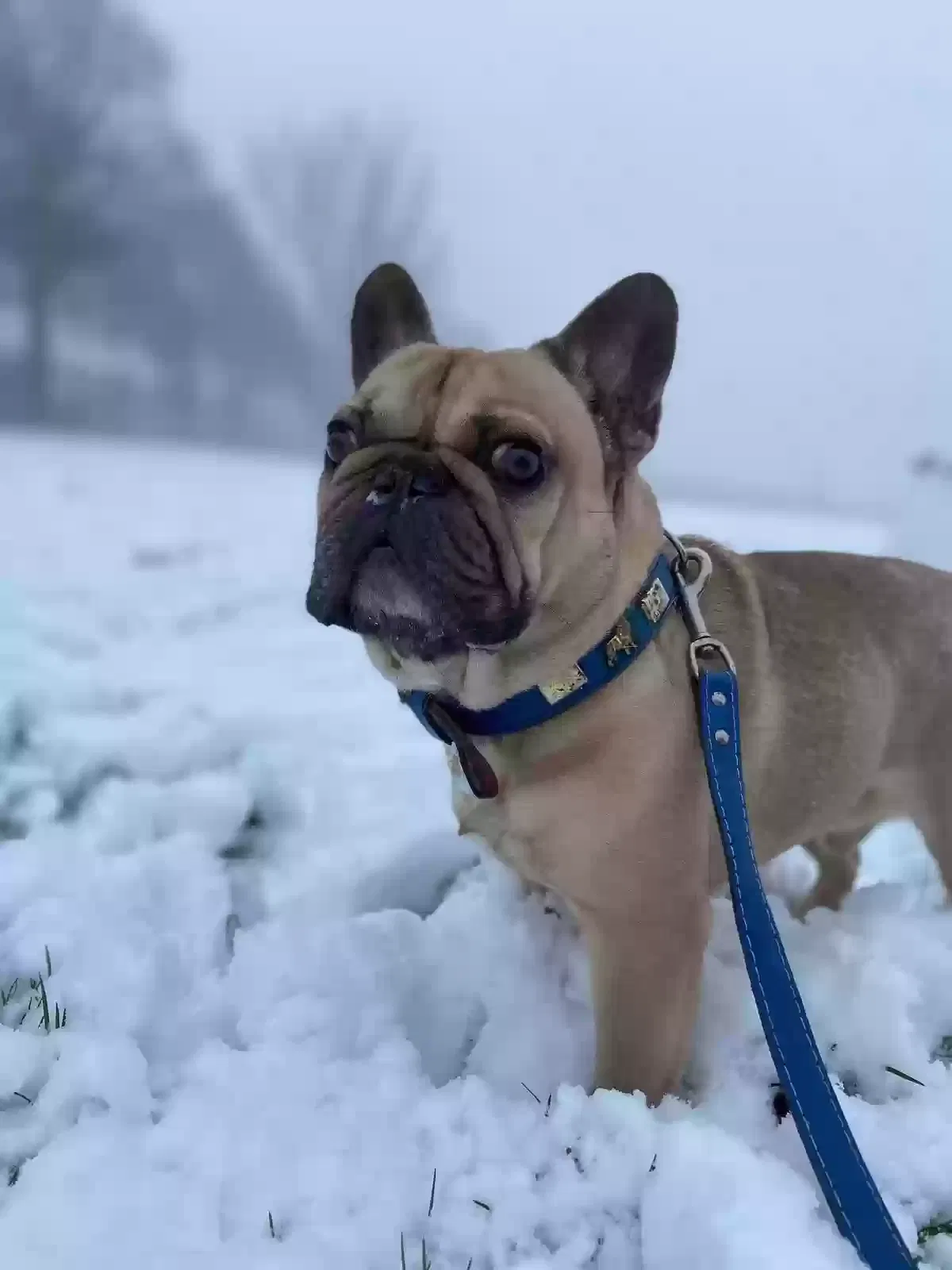 Bailey, French bulldog Dog for adoption in Derby, England