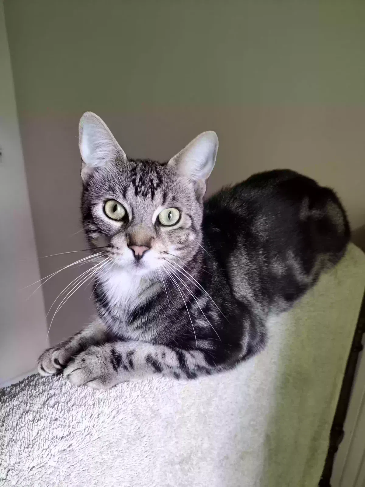 Puffy, Tabby Cat for adoption in Portsmouth, England