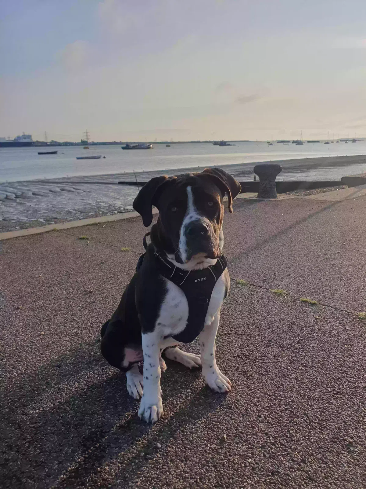 Prince, Alapaha blue bulldog Dog for adoption in London, England