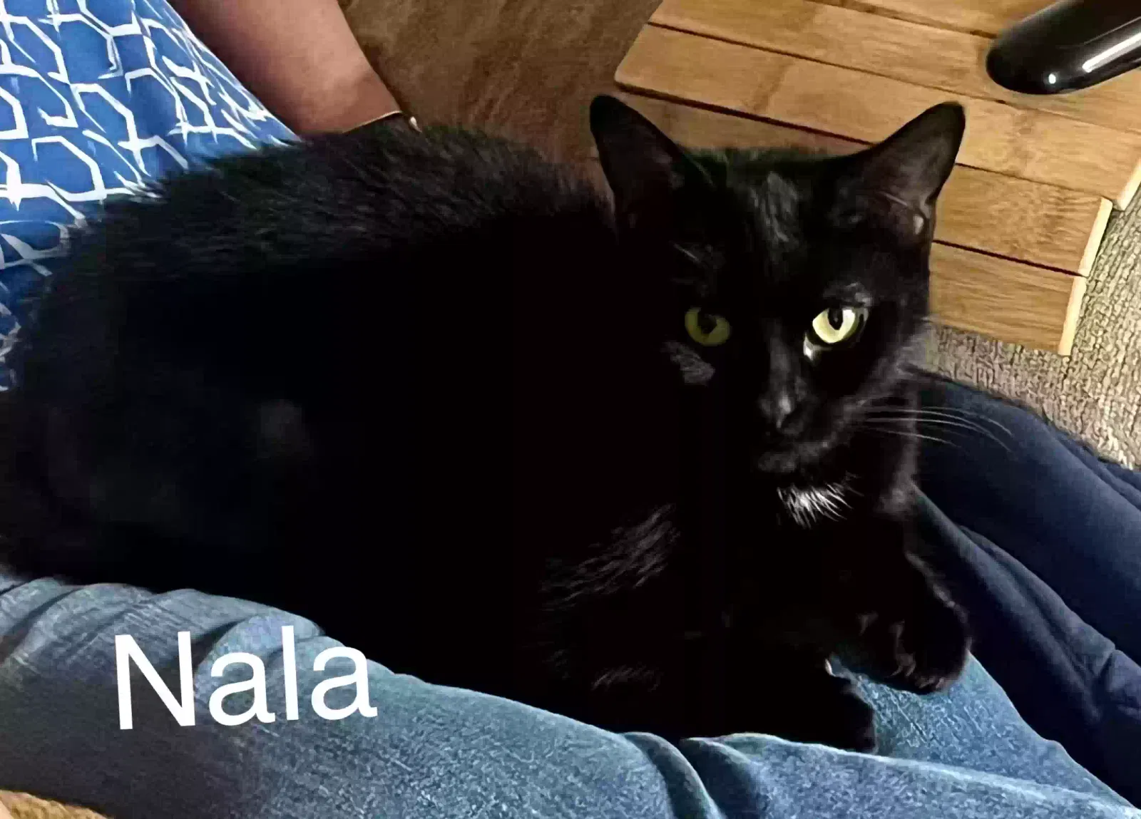 Nala, Unknown Cat for adoption in Derby, England