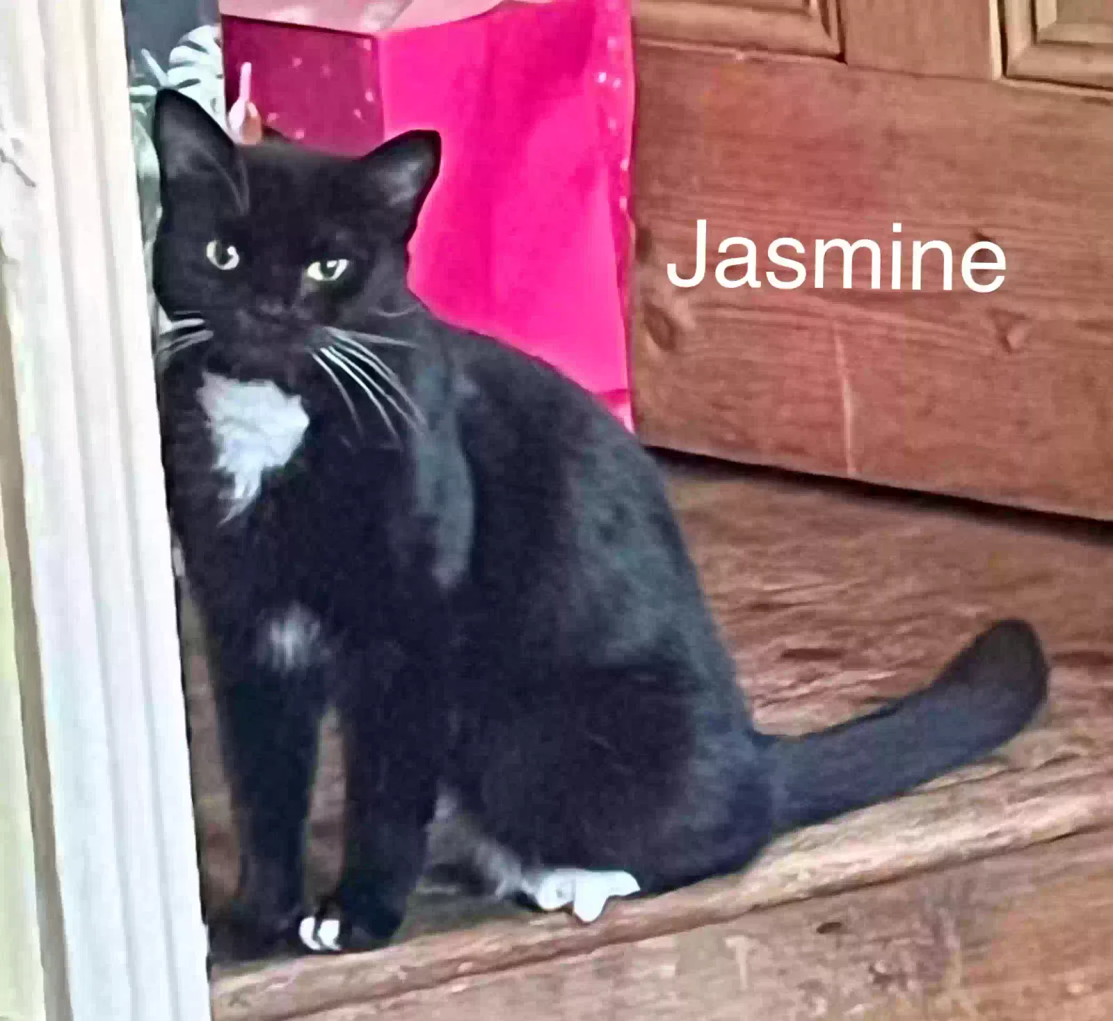 Jasmine, Unknown Cat for adoption in Derby, England