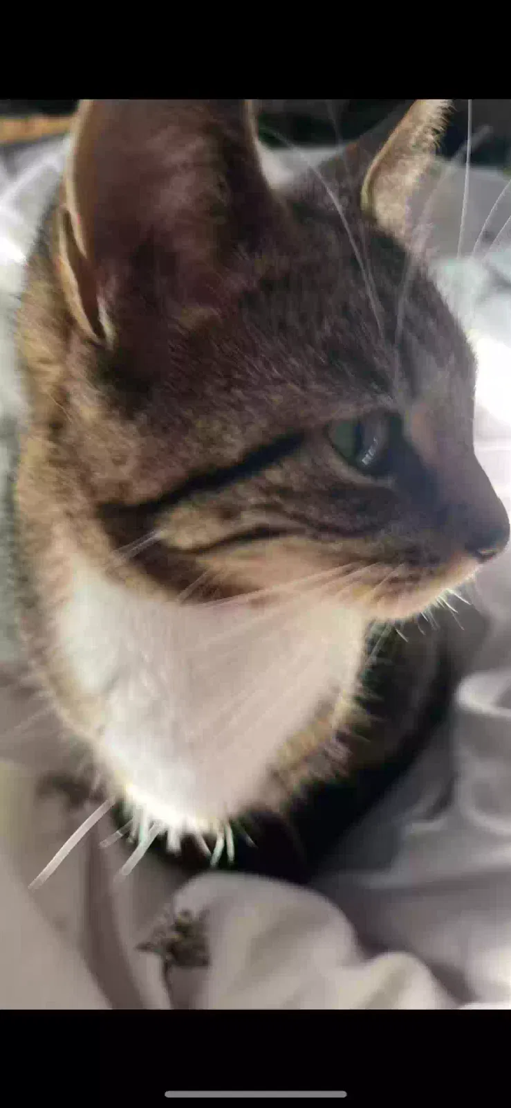 Bella, Unknown Cat for adoption in Glasgow, Scotland