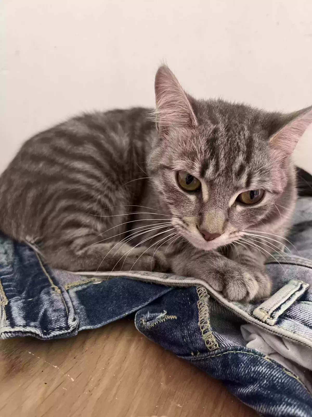 Cat, Unknown Cat for adoption in Manchester, England