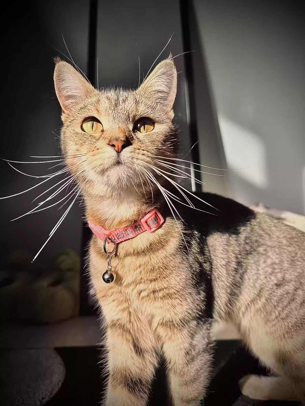 Mishka, Unknown Cat for adoption in Portsmouth, England