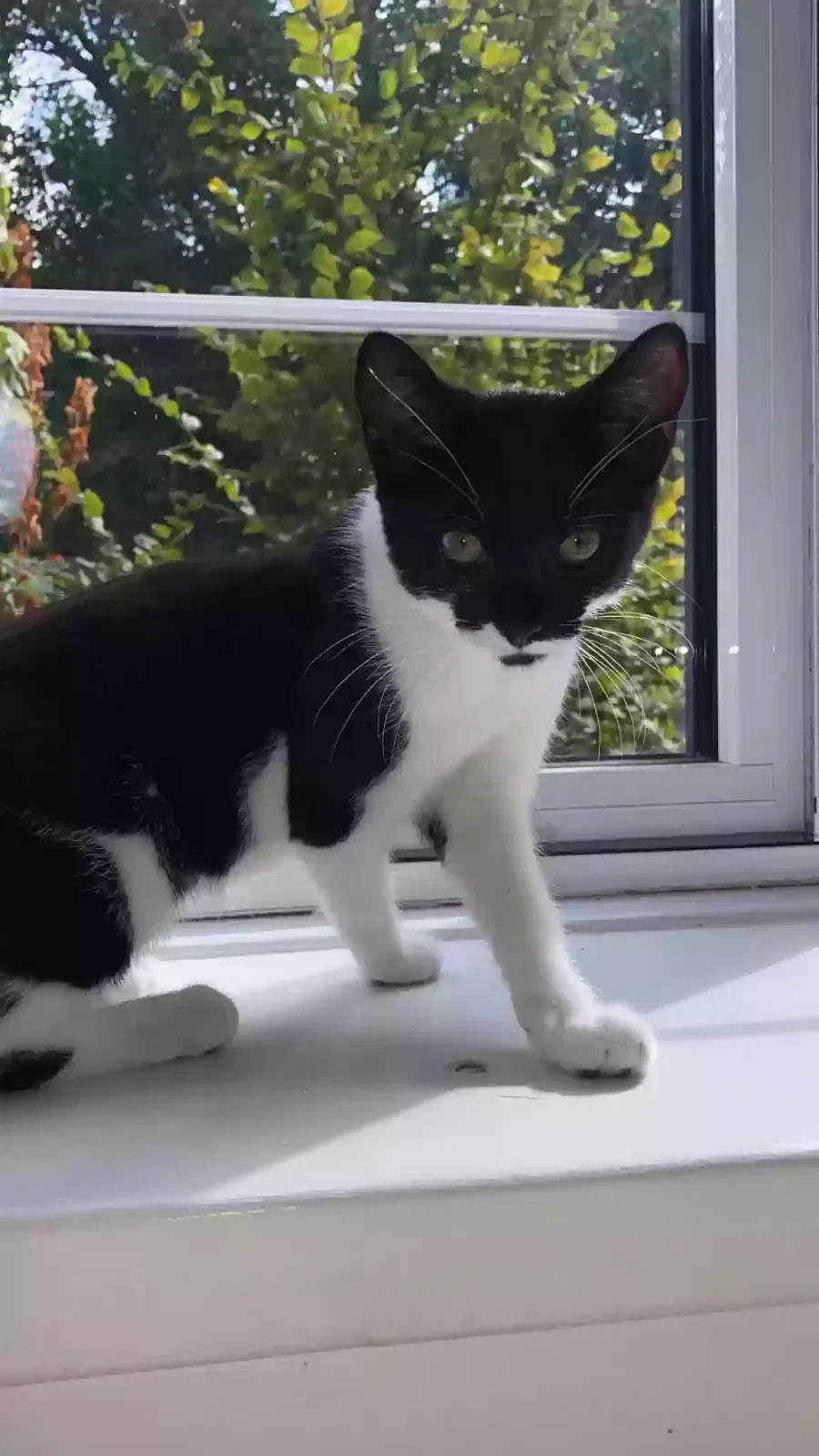 Bella, Unknown Cat for adoption in London, England