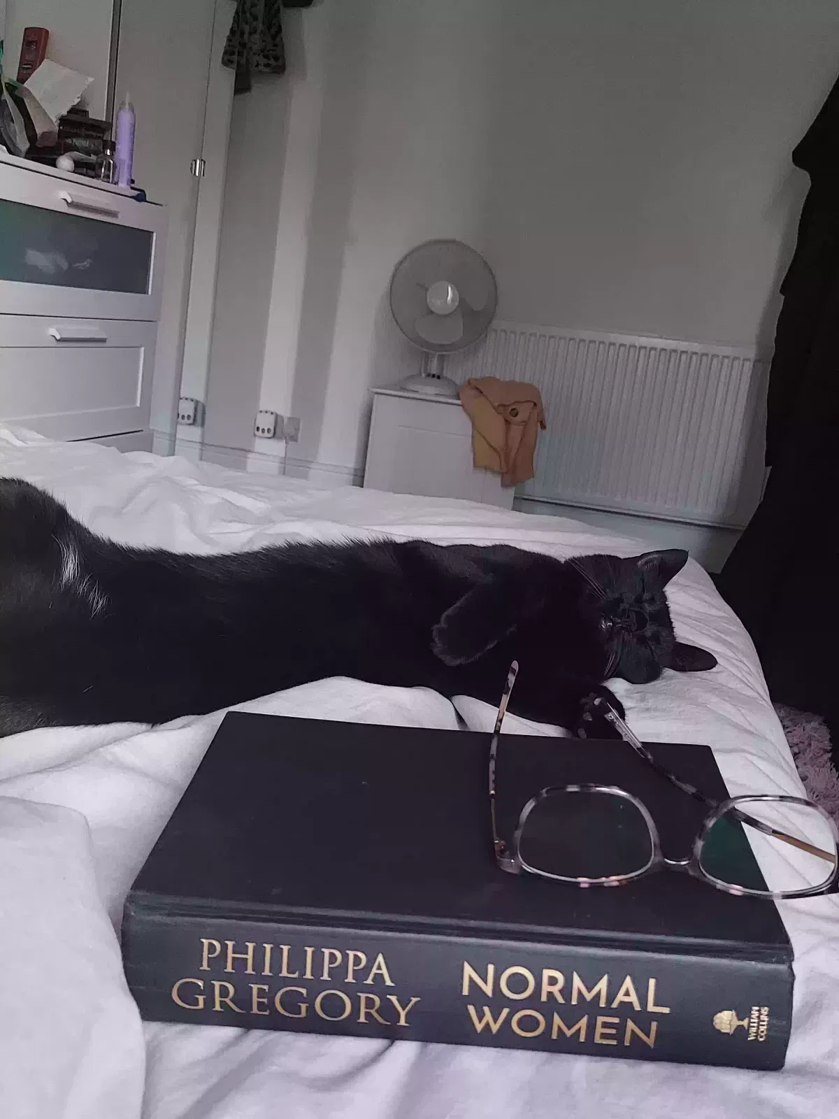 Phyllis, Domestic Medium Hair Cat for adoption in Portsmouth, England