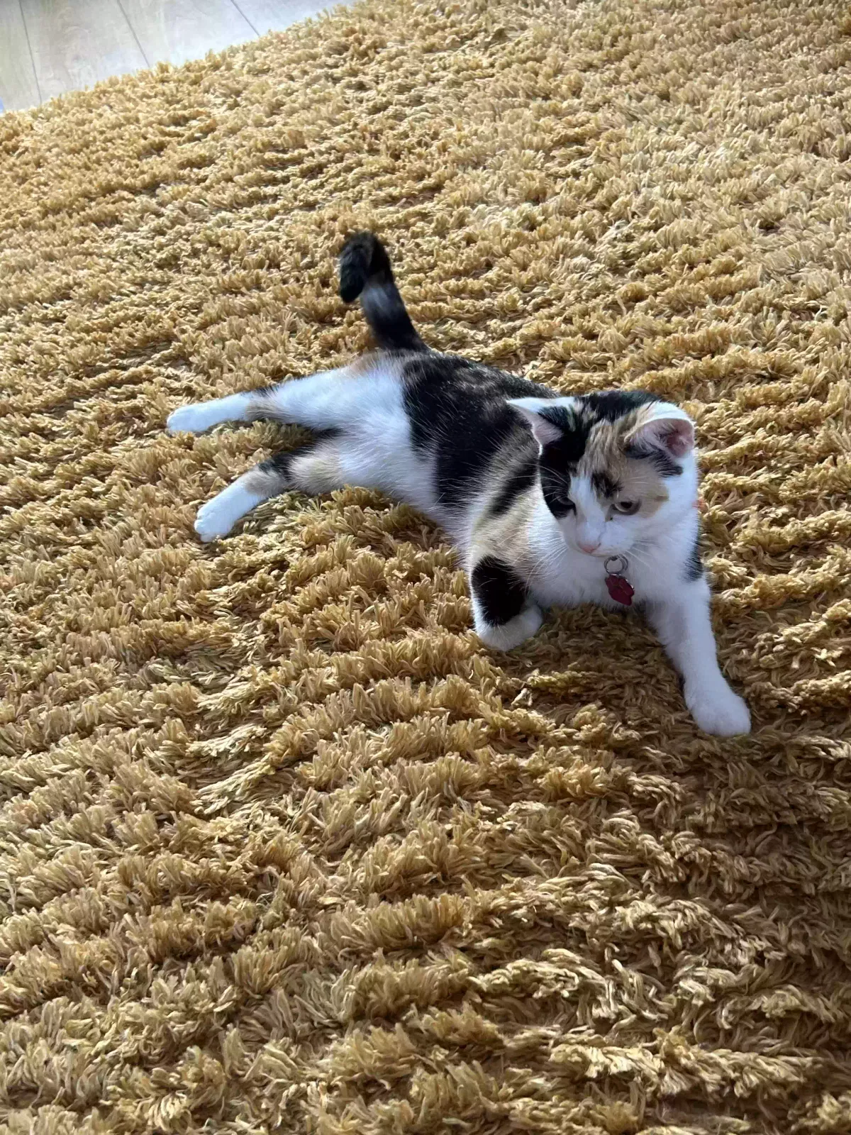Aries, Calico cat Cat for adoption in Stoke-On-Trent, England