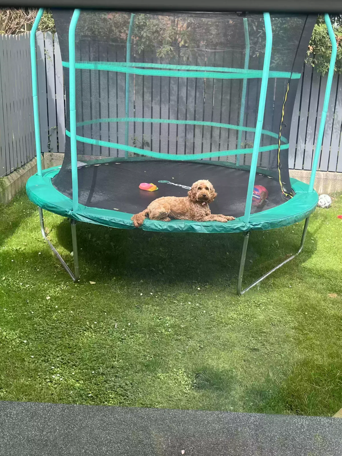 Sandie, Cockapoo Dog for adoption in Armagh, Northern Ireland