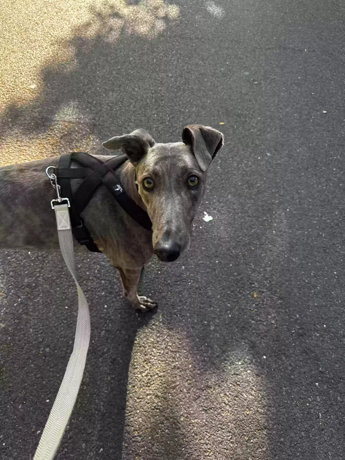 Ed, Greyhound Dog for adoption in London, England