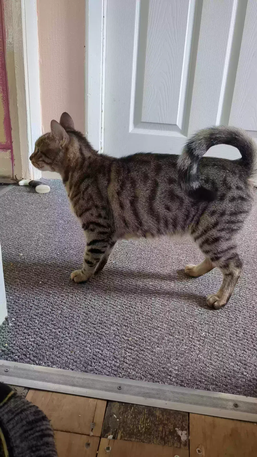 Lena, Bengal cross Cat for adoption in Stoke-On-Trent, England