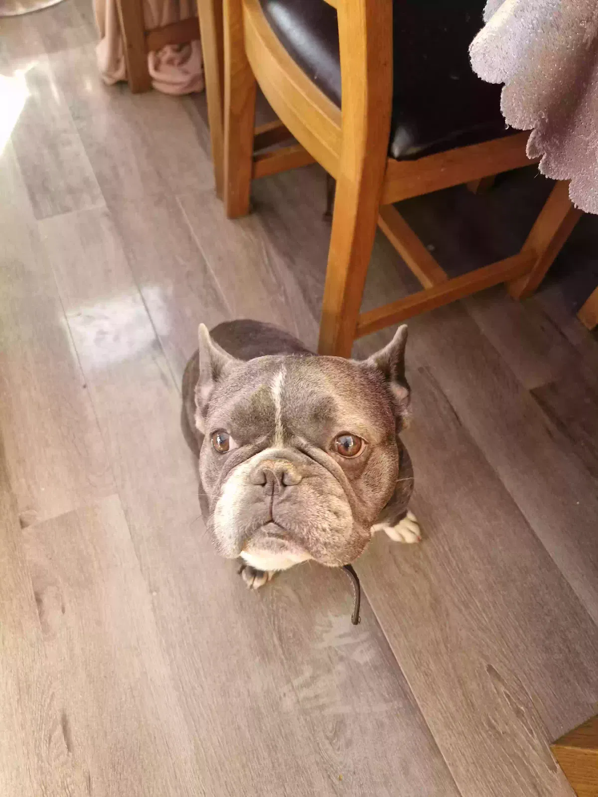 Dog, French bulldog Dog for adoption in Nottingham, England