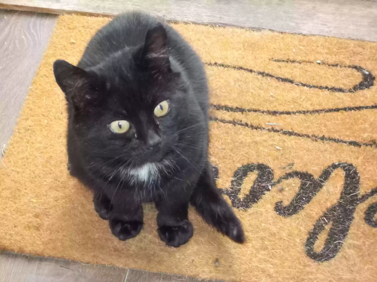 Blackie, Unknown Cat for adoption in Stirling, Scotland