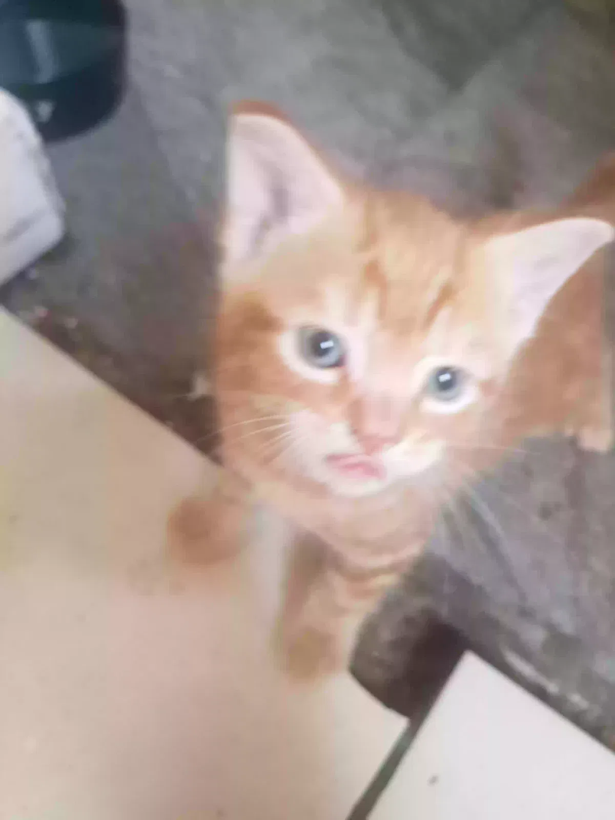 Bella, Ginger Cat for adoption in Leicester, England