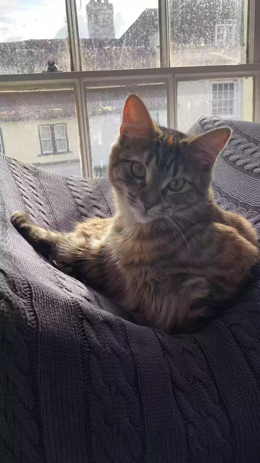 Minnie, Unknown Cat for adoption in Portsmouth, England