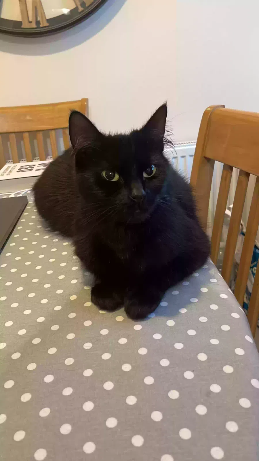 Nala, Unknown Cat for adoption in Portsmouth, England