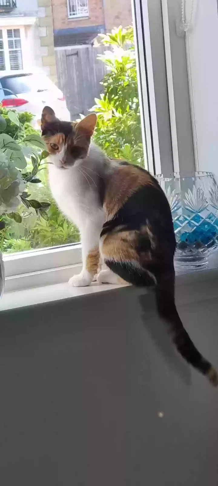 Cat, Unknown Cat for adoption in Glasgow, Scotland