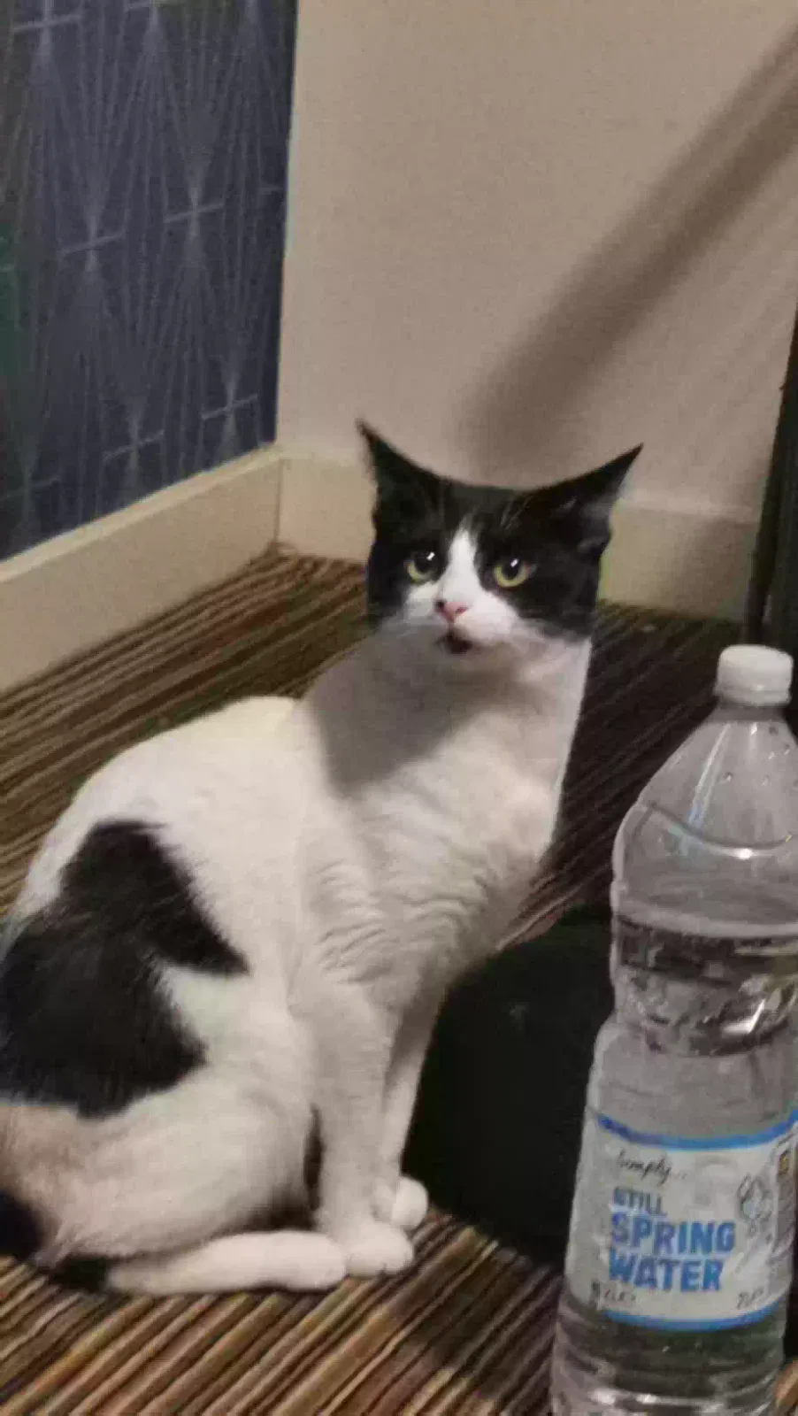 Domino, Unknown Cat for adoption in Manchester, England