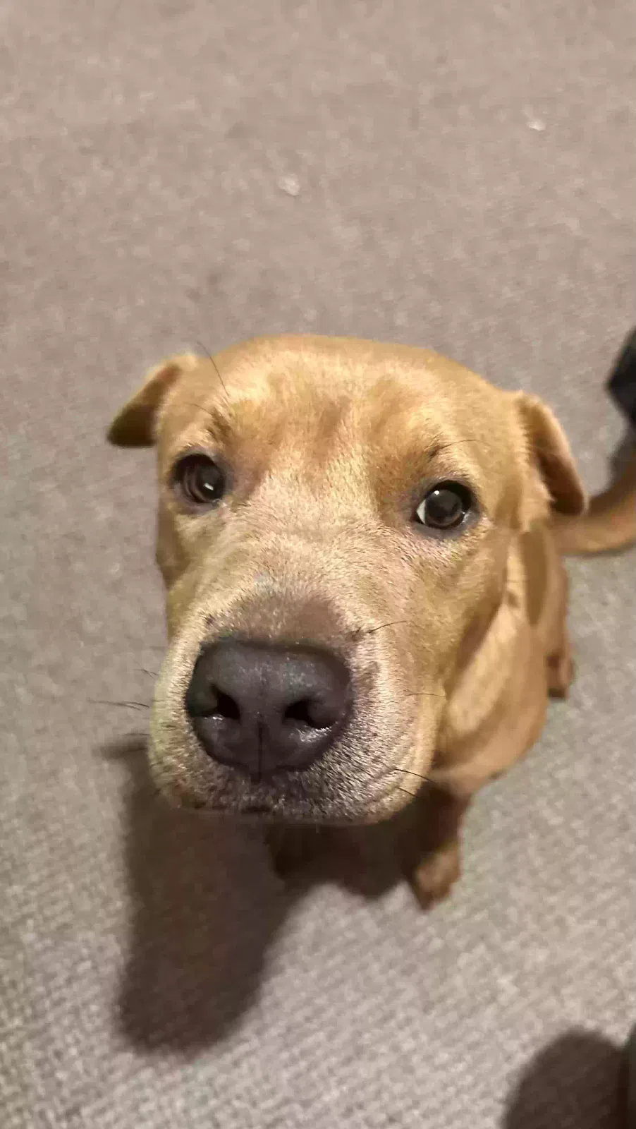 Shelby, Sharpei x Dog for adoption in Lincoln, England
