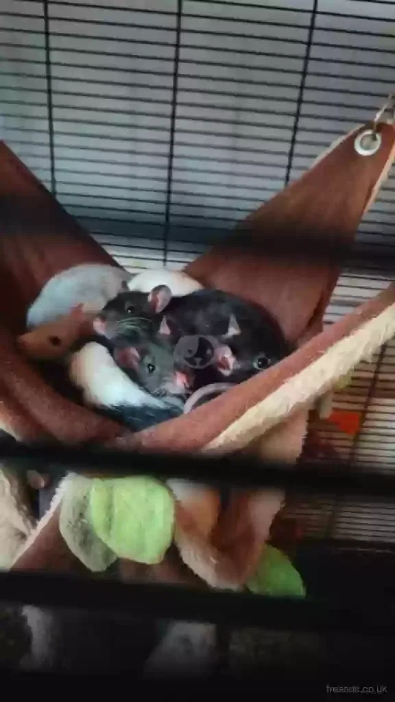 Female Rats For Adoption, mixed Breed Pet for adoption in Mablethorpe, England