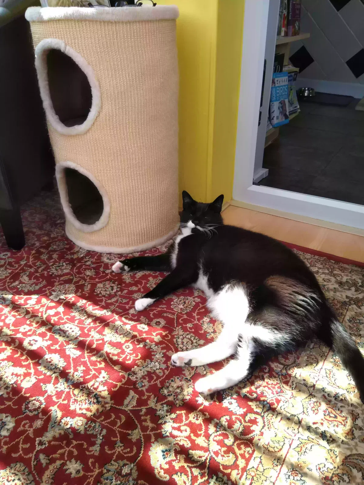 Misty, Moggy Cat for adoption in Glasgow, Scotland