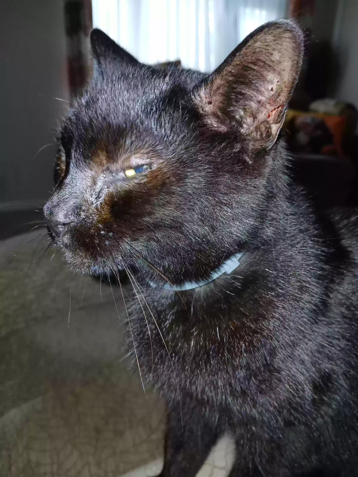Snippy, Unknown Cat for adoption in Birmingham, England
