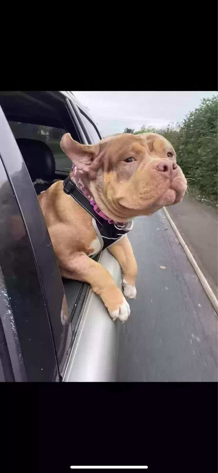 Caramel, Pocket bullie Dog for adoption in Lancaster, England