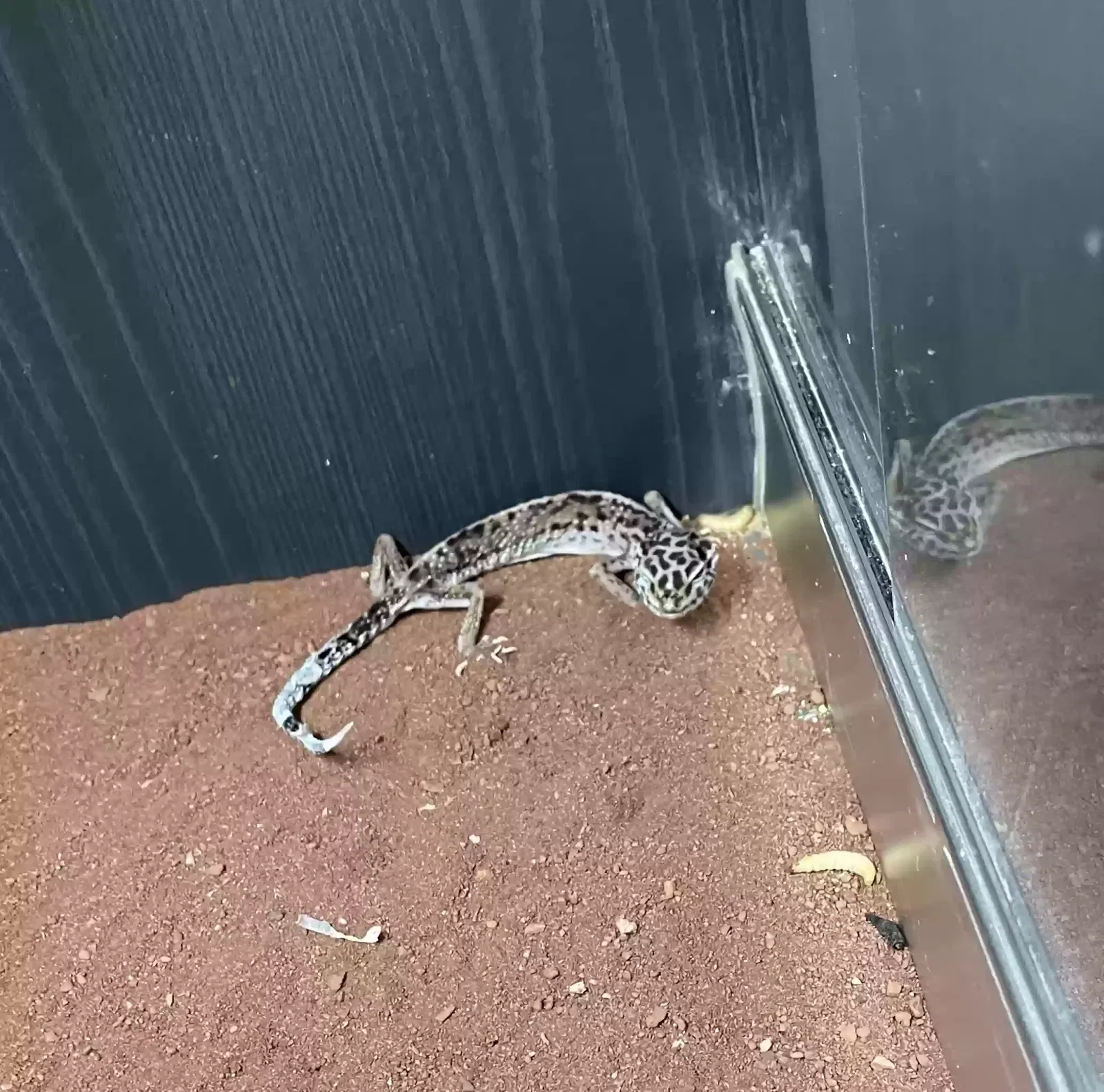 Reptile, Leopard Gheko Reptile for adoption in Sunderland, England
