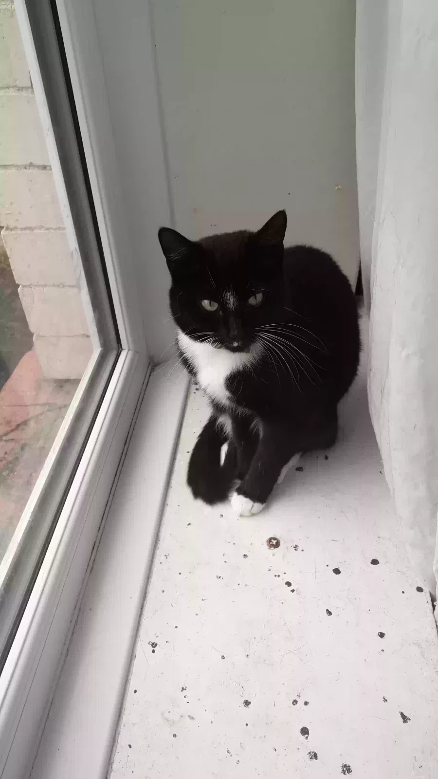 Sooty and socks, Mixed Cat for adoption in Cardiff, Wales