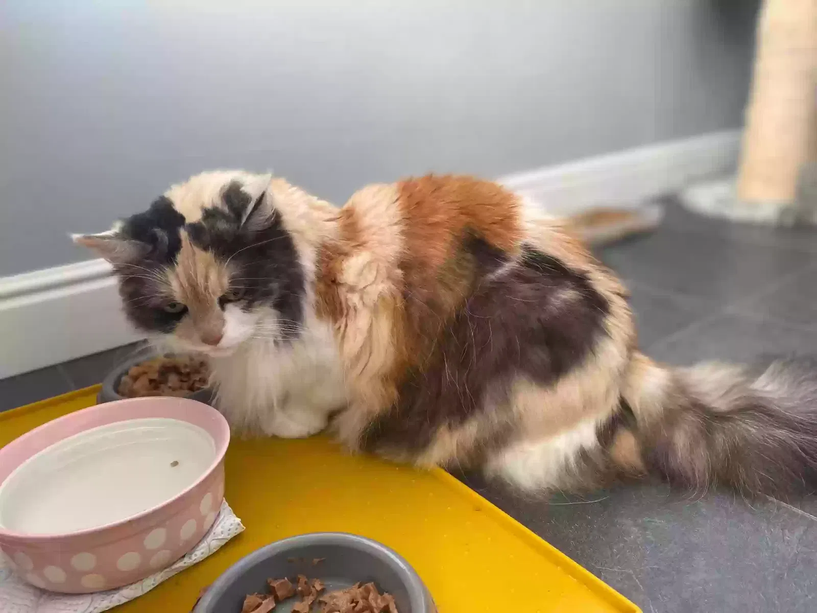 Stella, British Longhair Cat for adoption in Kingston Upon Hull, England