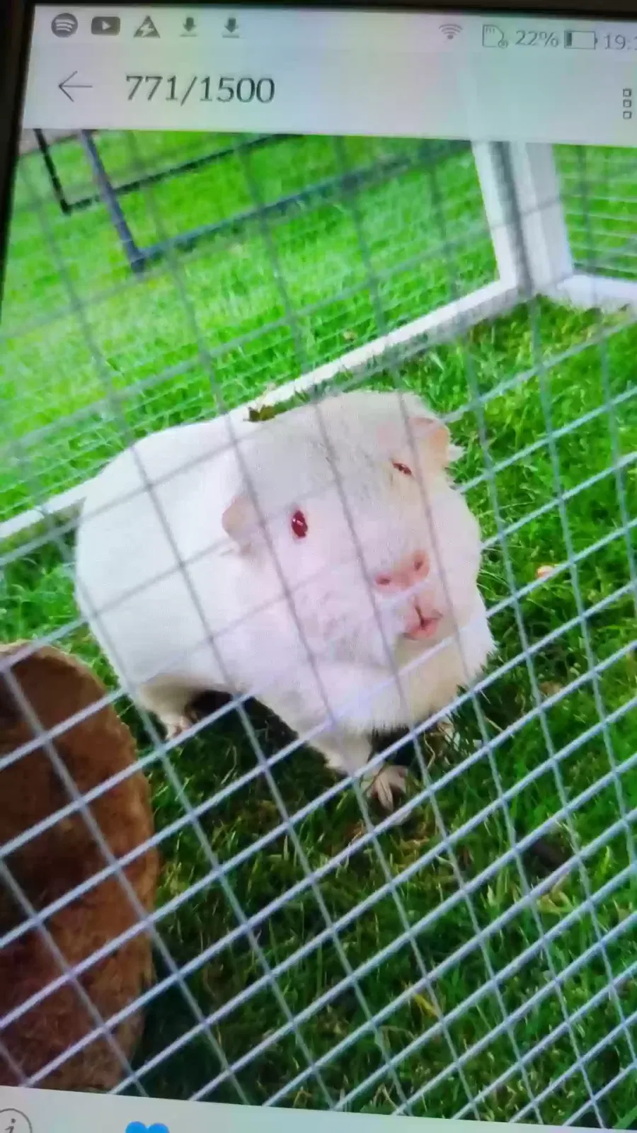Noodle, Unknown Pet for adoption in Sheffield, England