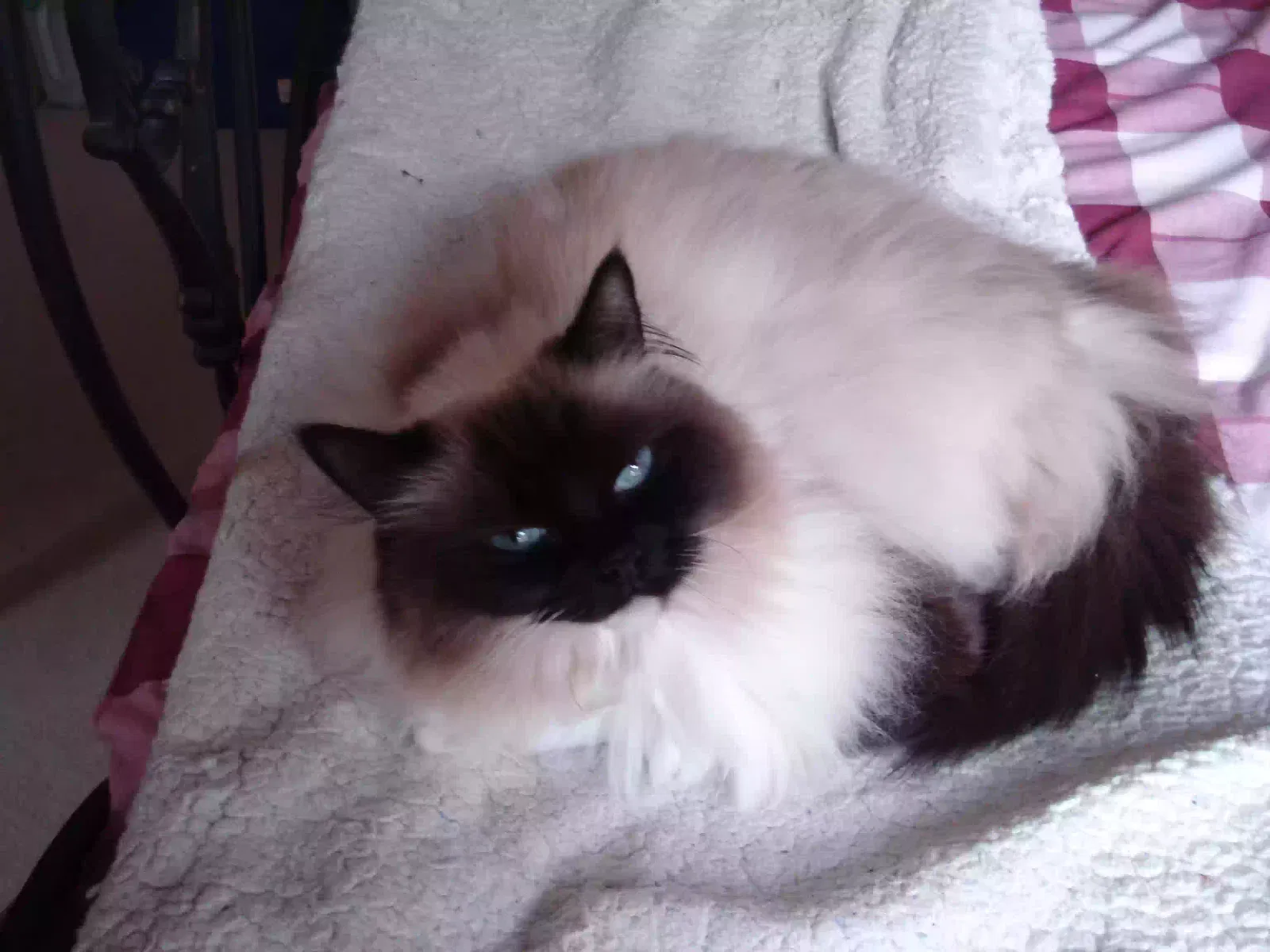 Phoebe, Ragdoll Cat for adoption in Stoke-On-Trent, England