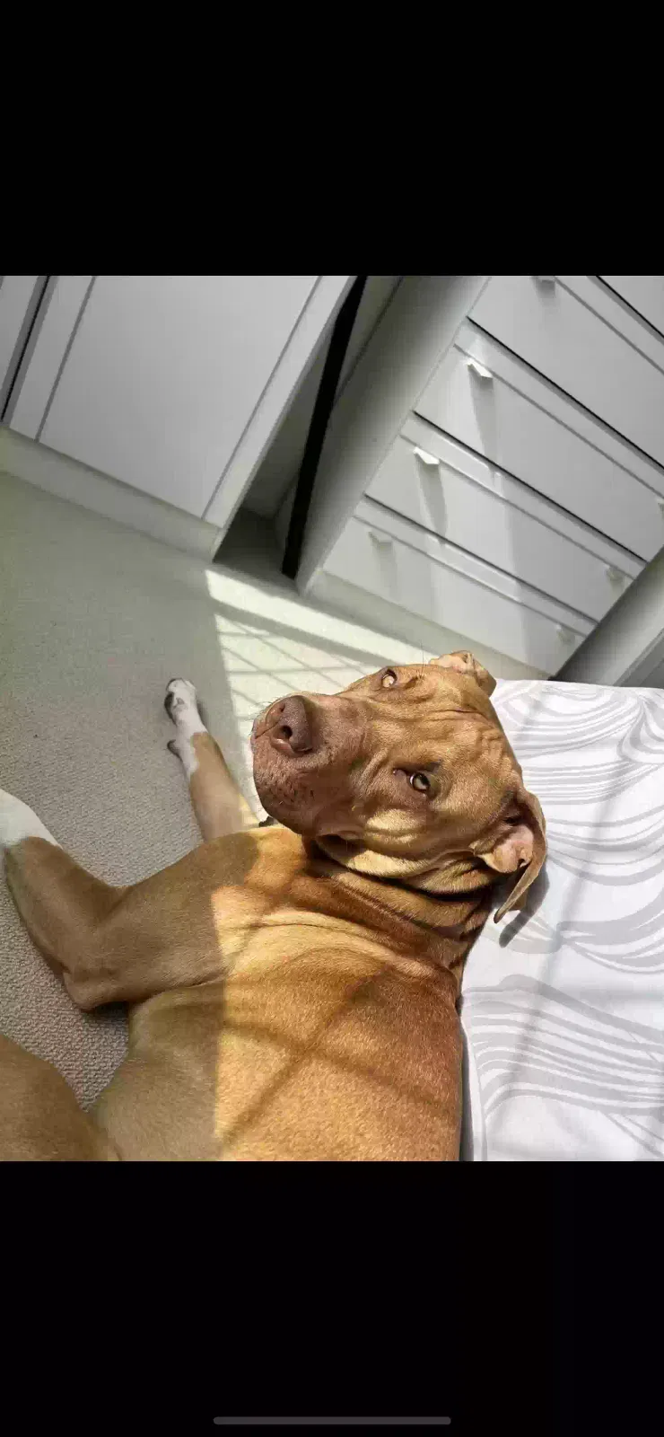 Zeus, Staffordshire bull terrier Dog for adoption in Lincoln, England