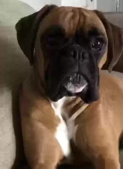 Lanah, Boxer Dog for adoption in Glasgow, Scotland