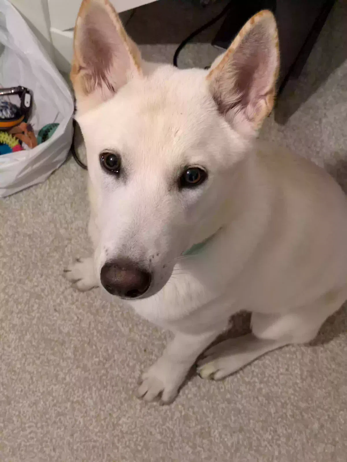 Finlay, Akita x Belgian Malinois Dog for adoption in Kingston Upon Hull, England