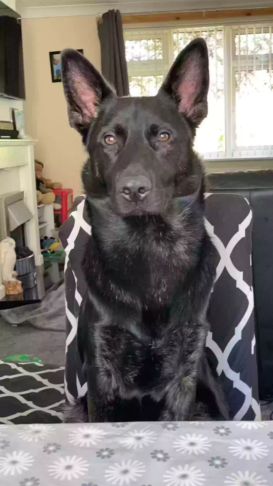 Dexter, German shepherd cross Dog for adoption in Nottingham, England